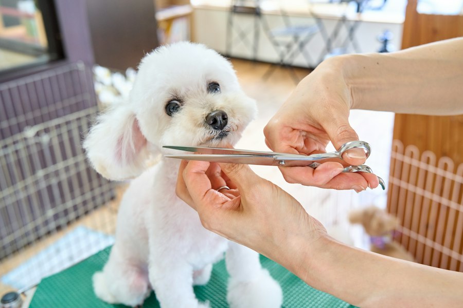 Groomer trimming a small white dog